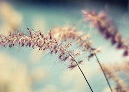 唯美野草背景图片