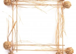 精美花草相框图片