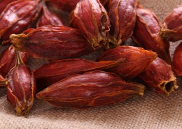 清热凉血黄栀子图片