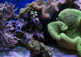 海底的珊瑚礁图片