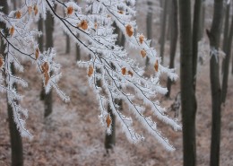 冬日树枝上的雾凇图片
