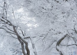 结霜的树枝图片