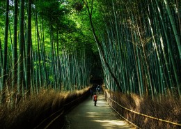 翠绿的竹林图片