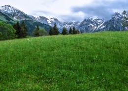 碧绿的草地图片