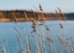 湖边的风景图片