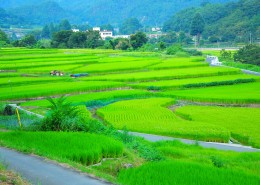 美丽的梯田风景图片