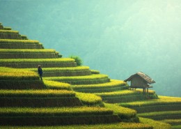 层叠的梯田图片