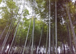 郁郁葱葱的竹林图片