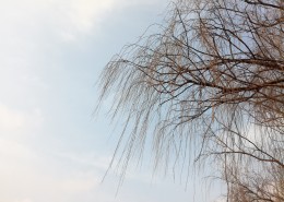 干枯的树枝图片