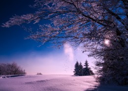 树上的积雪图片