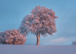 堆满树枝的白雪图片大全