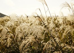 漂亮的芦苇丛图片大全