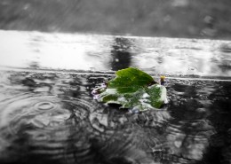 下雨天的雨滴图片