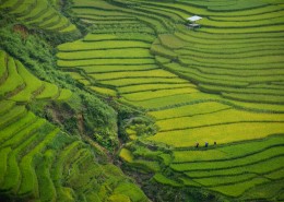 优美的梯田图片