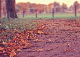 满地秋天落叶图片