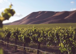 美丽的葡萄庄园图片