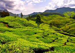 绿油油的茶园图片