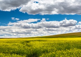 美丽的田野图片