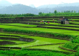 美丽的梯田图片