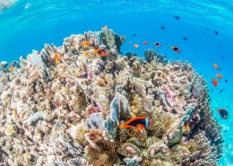 海底珊瑚鱼群图片