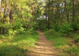 幽静的树林风景图片