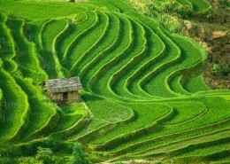 梯田风光图片
