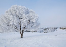 坝上草原冬景雾凇图片