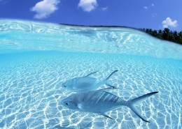 蓝色的海洋图片