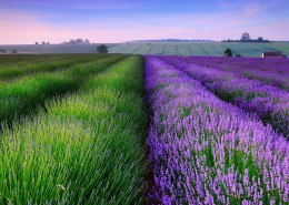 薰衣草庄园风景图片