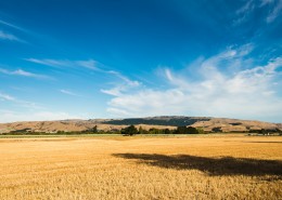 风吹麦浪风景图片