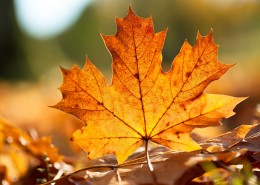 唯美落叶特写图片