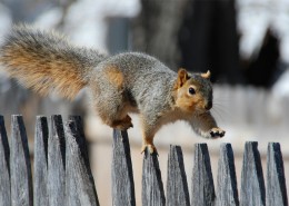 记忆中的栅栏图片