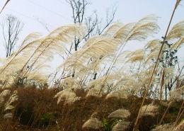 芦苇塘风景图片