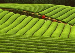 田间田园图片