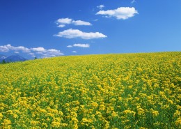 油菜花田图片大全