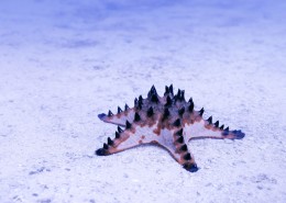 蓝色海岸图片