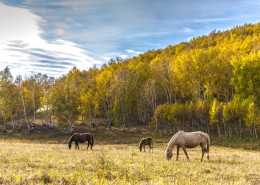乌兰布统草原秋天自然风景图片