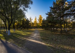 北京奥林匹克森林公园的秋天树林自然风景图片