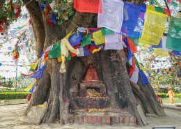 尼泊尔蓝毗尼释迦摩尼诞生地菩提树风景图片