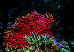 泰国曼谷海底世界图片