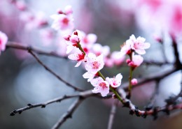 西藏林芝桃花沟风景图片大全