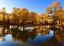 甘肃金塔胡杨林风景图片
