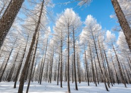 冬日坝上风景图片