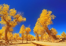 内蒙古额济纳胡杨林风景图片