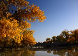 内蒙古额济纳胡杨林美丽风景图片大全