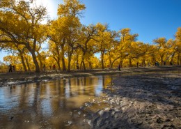 内蒙古额济纳胡杨林风景图片