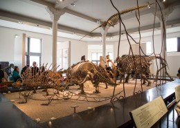 美国自然史博物馆内部图片