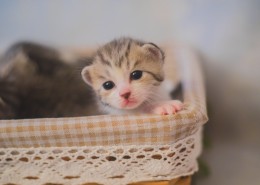 可爱的小奶猫图片