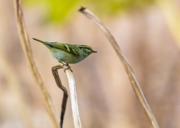 黄眉柳莺鸟类图片