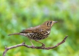 宝兴歌鸫鸟类图片大全